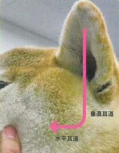 犬の耳の構造