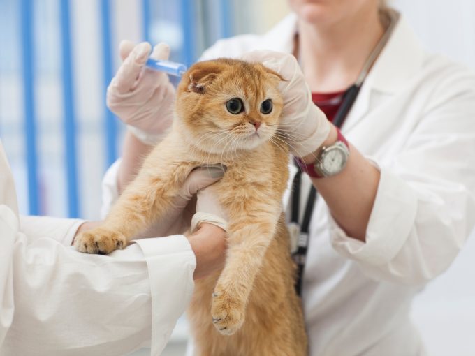 動物病院で診察を受ける子猫
